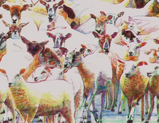 Flock, 2011